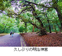 写真:久しぶりの明治神宮