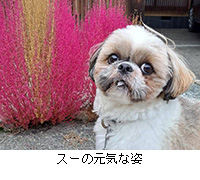 写真:スーの元気な姿