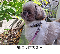 写真:猫に反応のスー