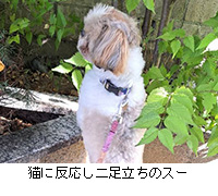写真:猫に反応し二足立ちのスー