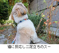 写真:猫に反応し二足立ちのスー