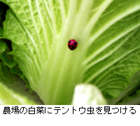 写真：農場の白菜にテントウ虫を見つける