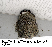 写真：事務所の軒先の巣立ち間近のツバメの子