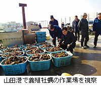 写真：山田港で養殖牡蠣の作業場を視察