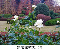写真：新宿御苑のバラ