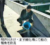 写真：明戸川さけ・ます孵化場にて鮭の稚魚を放流