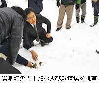 写真：岩泉町の雪中畑わさび栽培場を視察