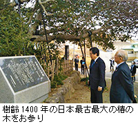 写真：樹齢1400年の日本最古最大の椿の木をお参り