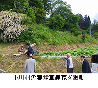 写真：小川村の葉煙草農家を激励