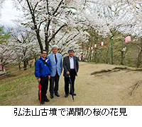 写真：弘法山古墳で満開の桜の花見