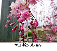 写真：新田神社の枝垂桜