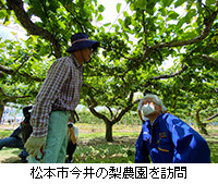 写真：松本市今井の梨農園を訪問