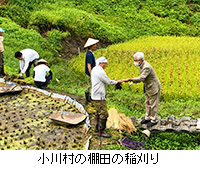 写真：小川村の棚田の稲刈り