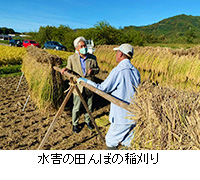 写真：水害の田んぼの稲刈り