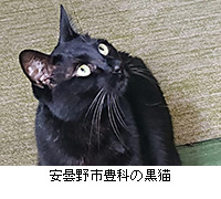 写真：安曇野市豊科の黒猫
