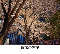写真：新宿の夜桜