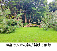 写真：神宮の大木の幹が裂けて倒壊