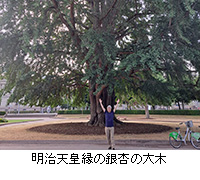 写真：明治天皇縁の銀杏の大木