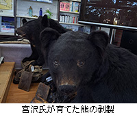 写真：宮沢氏が育てた熊の剥製