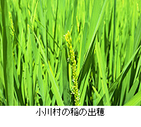 写真：小川村の稲の出穂