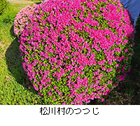 ʐ^F쑺̂