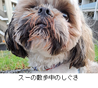 ʐ^FX[̎Û