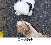 ʐ^FX[̎U