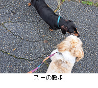 ʐ^FX[̎U