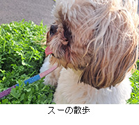 ʐ^FX[̎U
