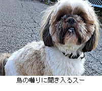 ʐ^F̚ɕX[