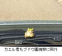 ʐ^FJGNuhE@ɓs