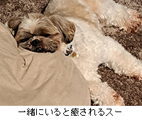 ʐ^FꏏɂƖX[