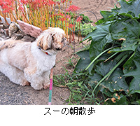 ʐ^FX[̒U