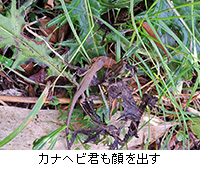 ʐ^FJiwrNo