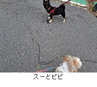 ʐ^FX[ƃrr
