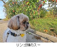 写真:リンゴ畑のスー