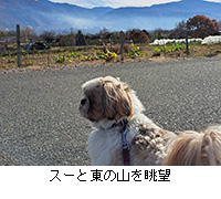 �ʐ^�F�X�[�Ɠ��̎R�𒭖]