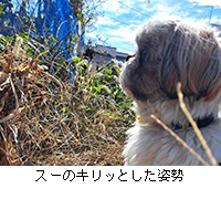 �ʐ^�F�X�[�̃L���b�Ƃ����p��