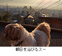 �ʐ^�F�����𗁂т�X�[