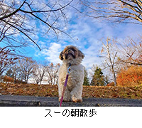 写真:スーの朝散歩