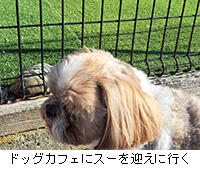 写真:ドッグカフェにスーを迎えに行く