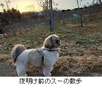 �ʐ^�F�閾���O�̃X�[�̎U��