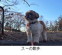 �ʐ^�F�X�[�̎U��