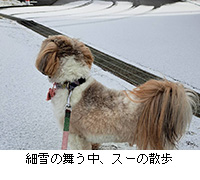 �ʐ^�F�א�̕������A�X�[�̎U��