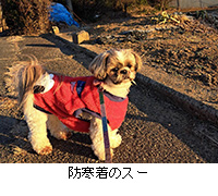 �ʐ^�F�h�����̃X�[