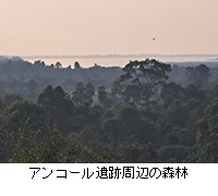 �ʐ^�F�A���R�[����Վ��ӂ̐X��