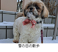 �ʐ^�F��̓��̎U��