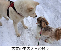 �ʐ^�F���̒��̃X�[�̎U��