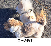 写真:スーの散歩
