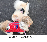 写真:友達とじゃれあうスー